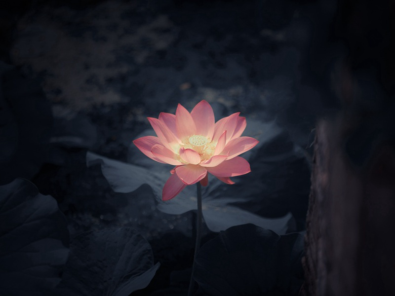 简约造句,用简约怎么造句子(96句)