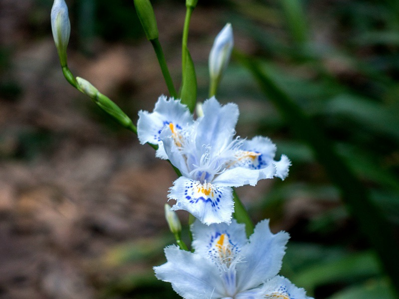 元宵节的祝福语摘录大全(237句)