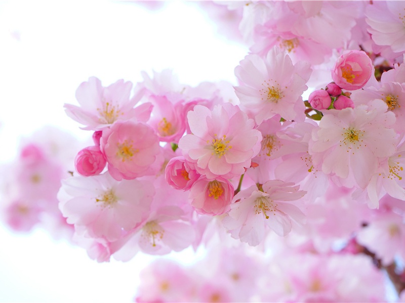 花期造句,用花期怎么造句子(180句)