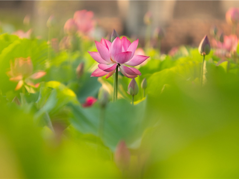 元宵节的祝福语生日(145句)