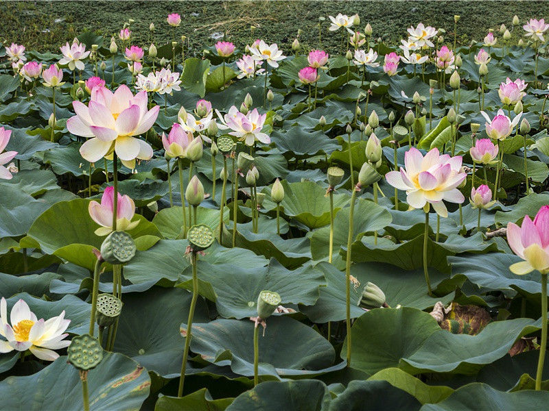 七夕情人节祝福语短句(166句)