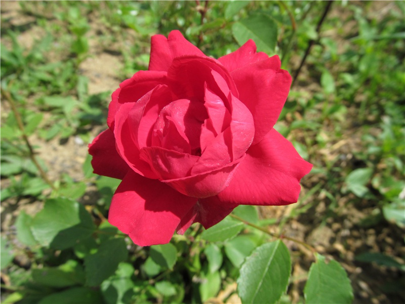 感恩节朋友圈祝福文案(157句)