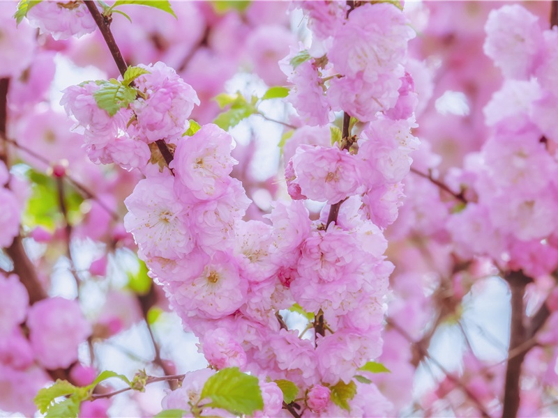 小学生毕业生祝福语简短励志(129句)