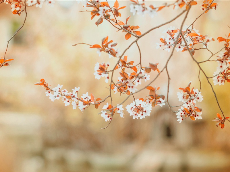 祝福母亲节快乐的句子委婉(166句)