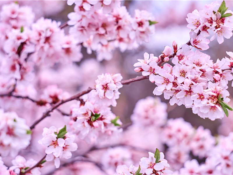 女神节祝福语简短优美给妈妈(114句)