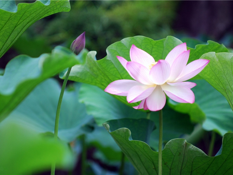 春天花唯美句子朋友圈(195句)