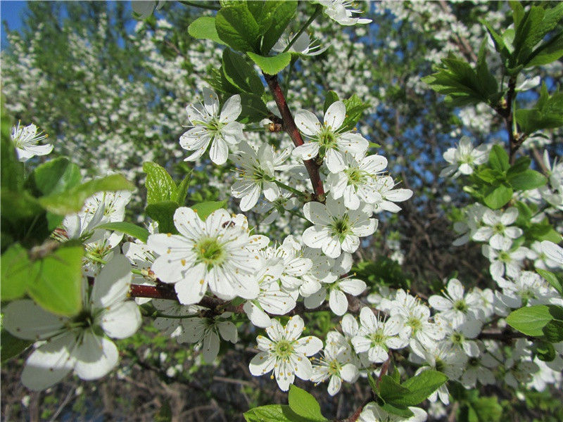 虎年春节祝福句子大全(100句)