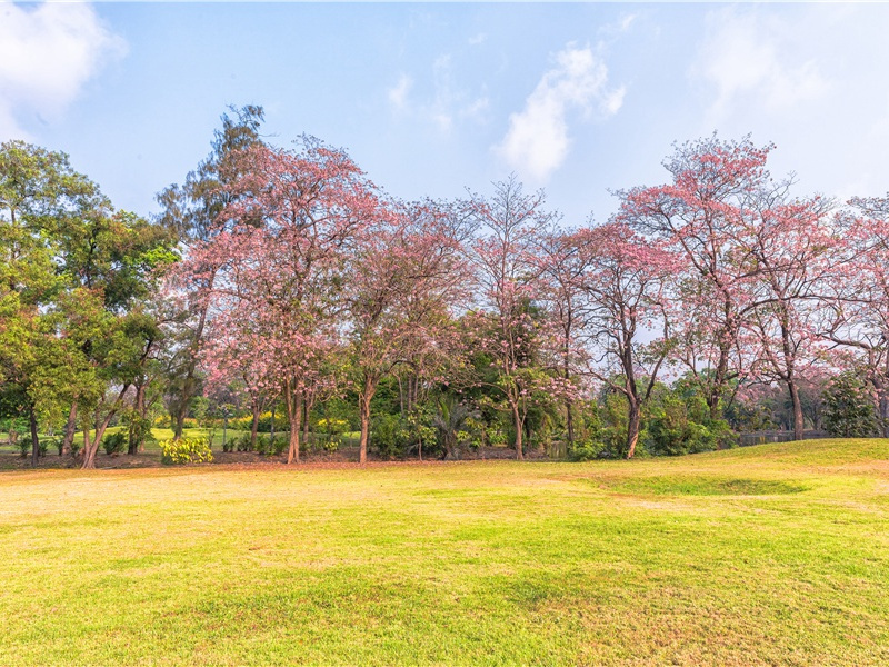 彼岸花悲伤古风句子(100句)